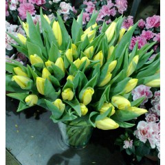 51 dzeltena tulpe
